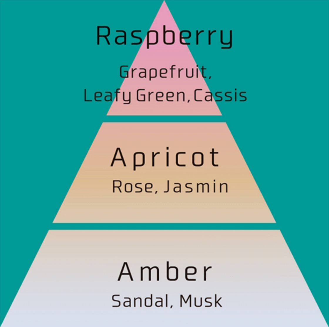 Amber Sandal,Musk Apricot Rose,Jasmin Raspberry Grapefruit,LeafyGreen,Cassis