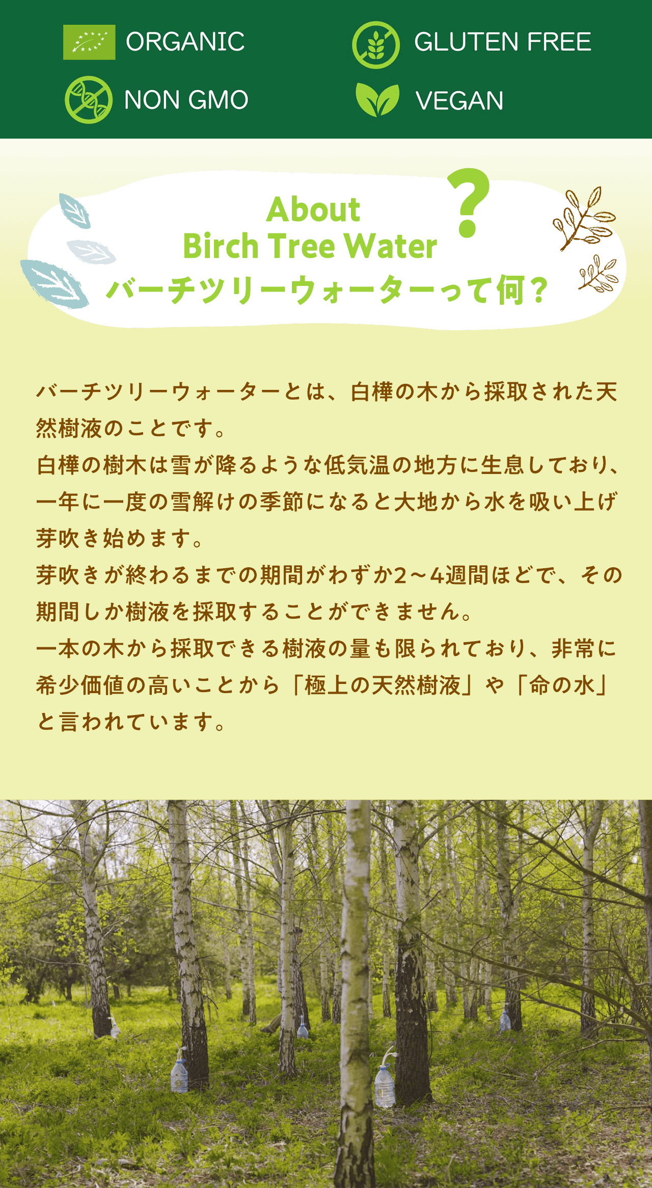 About Birch Tree Water?バーチツリーウォーターって何？