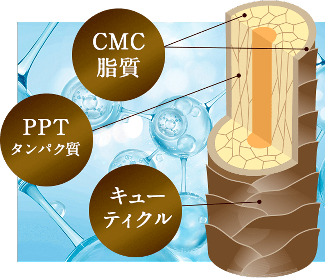 CMC@PPT^pN@L[eBN