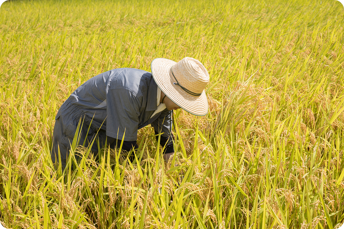 �C���[�W�摜