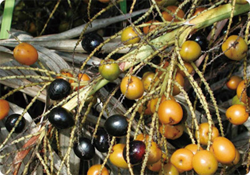 ハーブイメージ