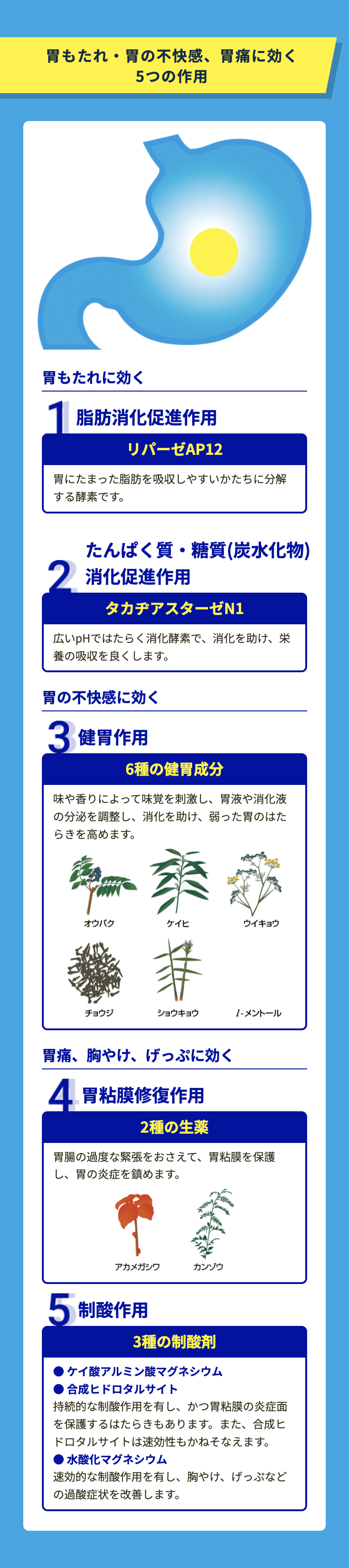 胃もたれ・胃の不快感、胃痛に効く5つの作用 胃もたれに効く 1.脂肪消化促進作用 リパーゼAP12 胃にたまった脂肪を吸収しやすいかたちに分解する酵素です。 2.たんぱく質・糖質(炭水化物) 消化促進作用 タカヂアスターゼN1 広いpHではたらく消化酵素で、 消化を助け、 栄養の吸収を良くします。 胃の不快感に効く 3.健胃作用 6種の健胃成分 味や香りによって味覚を刺激し、 胃液や消化液の分泌を調整し、消化を助け、弱った胃のはたらきを高めます。 オウバク ケイヒ ウイキョウ チョウジ ショウキョウ l-メントール 胃痛、胸やけ、 げっぷに効く 4.胃粘膜修復作用 2種の生薬 胃腸の過度な緊張をおさえて、 胃粘膜を保護し、胃の炎症を鎮めます。 アカメガシワ カンゾウ 5 制酸作用
                              3種の制酸剤 ケイ酸アルミン酸マグネシウム 合成ヒドロタルサイト 持続的な制酸作用を有し、かつ胃粘膜の炎症面を保護するはたらきもあります。 また、 合成ヒドロタルサイトは速効性もかねそなえます。 水酸化マグネシウム 速効的な制酸作用を有し、 胸やけ、げっぷなどの過酸症状を改善します。