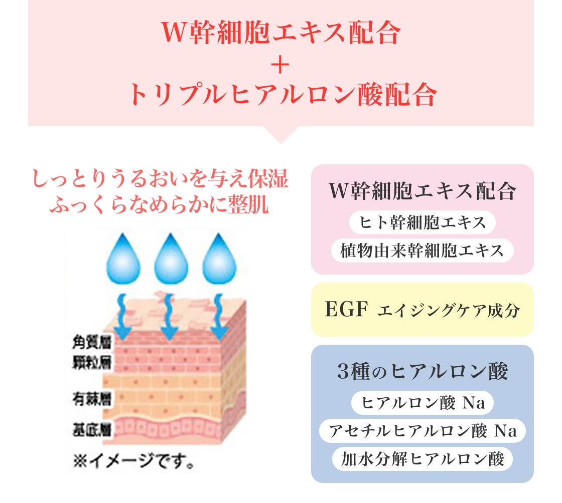 W幹細胞エキス配合+トリプルヒアルロン酸配合
しっとりうるおいを与え保湿ふっくらなめらかに整肌
W幹細胞エキス配合、ヒト幹細胞エキス、植物由来幹細胞エキス
EGF エイジングケア成分
3種のヒアルロン酸、ヒアルロン酸 Na、アセチルヒアルロン酸 Na、加水分解ヒアルロン酸
