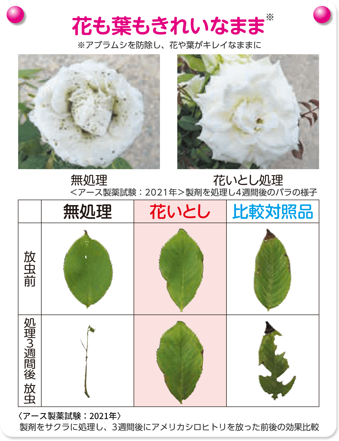 花も葉もきれいなまま
