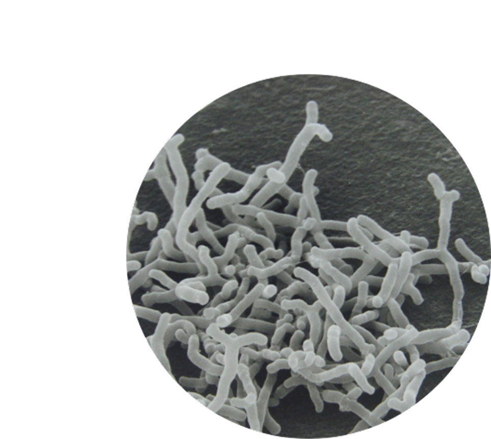 �r�t�B�Y�X��BB536
