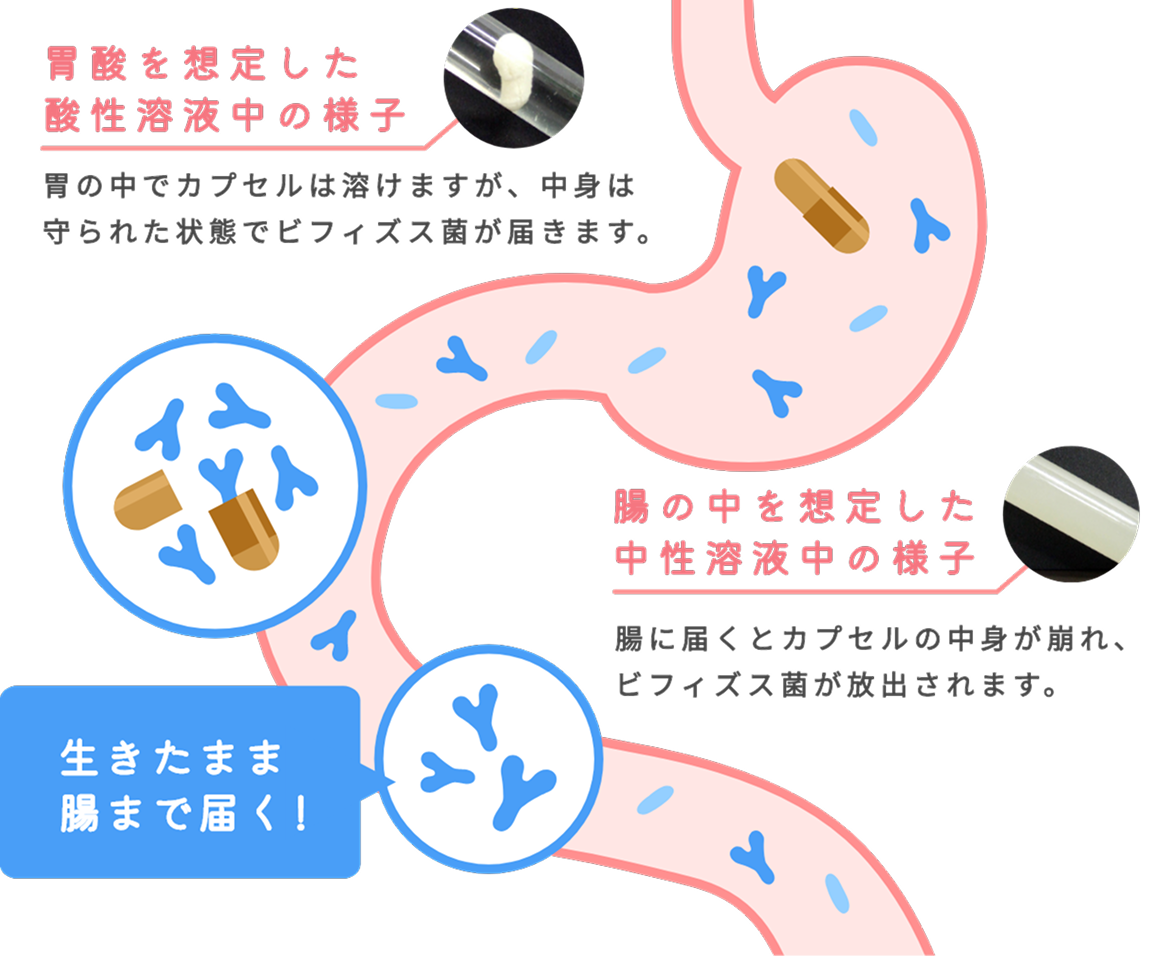 �ݎ_��z�肵���_���n�t���̗l�q�B�݂̒��ŃJ�v�Z���͗n���܂����A���g�͎��ꂽ��ԂŃr�t�B�Y�X�ۂ��͂��܂��B���̒���z�肵�������n�t���̗l�q�B���ɓ͂��ƃJ�v�Z���̒��g������A�r�t�B�Y�X�ۂ����o����܂��B