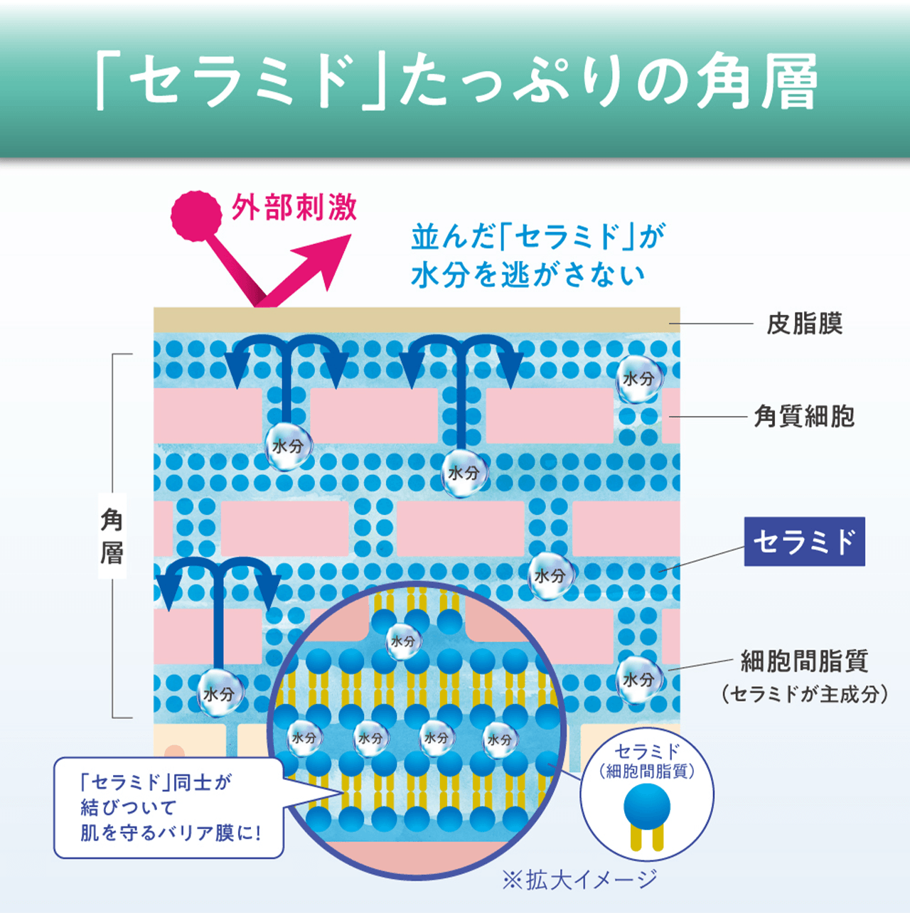 「セラミド」たっぷりの角層