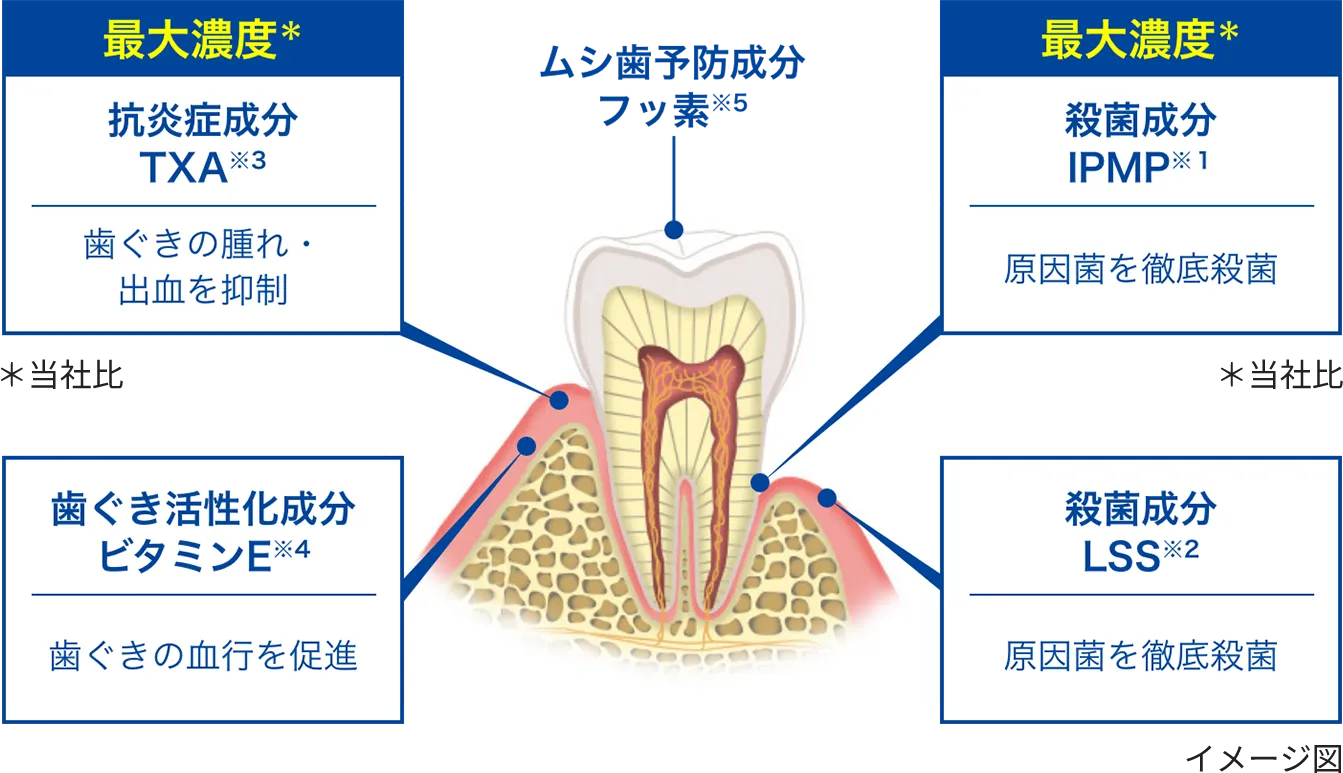 最大濃度*殺菌成分IPMP※1原因菌を徹底殺菌 *当社比 殺菌成分LSS※2原因菌を徹底殺菌 最大濃度*抗炎症成分ТXA※3歯ぐきの腫れ・出血を抑制 *当社比 歯ぐき活性化成分ビタミンE※4歯ぐきの血行を促進 ムシ歯予防成分フッ素※5