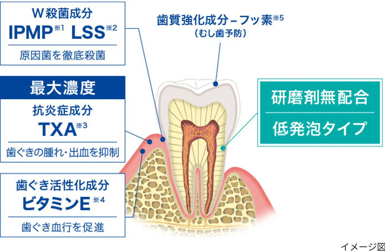 W殺菌成分IPMP※1 LSS※2 原因菌を徹底殺菌 最大濃度抗炎症成分TXA ※3 歯ぐきの腫れ・出血を抑制 歯ぐき活性化成分 ビタミンE※4 歯ぐき血行を促進 歯質強化成分-フッ素※5(むし歯予防)研磨剤無配合低発泡タイプ