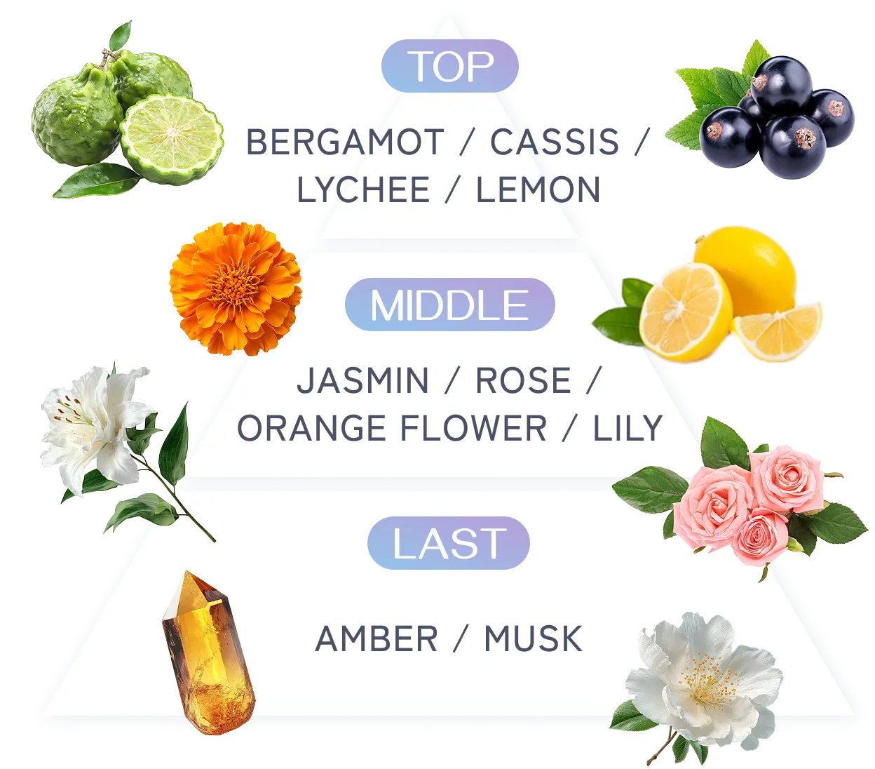 TOP BERGAMOT / CASSIS / LYCHEE / LEMON MIDDLE JASMIN / ROSE / ORANGE FLOWER / LILY LAST AMBER / MUSK