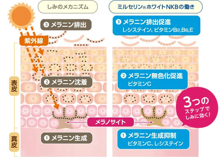 しみのメカニズムとミルセリン®ホワイトNKBの働き。紫外線により1. メラニン生成、2. メラニン沈着（メラノサイト）、3. メラニン排出が起こる。ミルセリン®ホワイトNKBは1. メラニン生成抑制（ビタミンC、L-システイン）、2. メラニン無色化促進（ビタミンC）、3. メラニン排出促進（L-システイン、ビタミンB2、B6、E）の3つのステップでしみに効く。