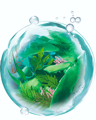 海藻エキス配合