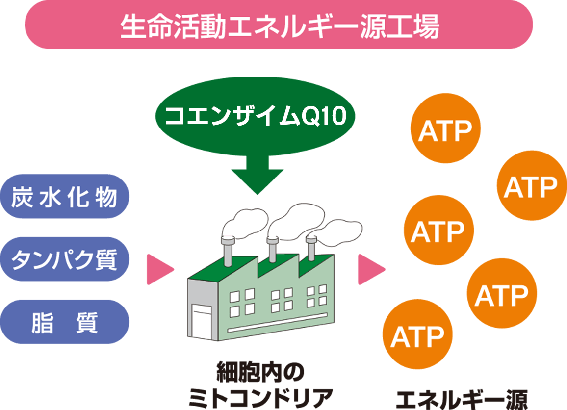 タメせる 京都薬品ヘルスケア ミネルヴァ還元型コエンザイムq10