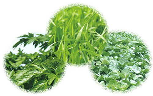 ���I��������؂Ƃ������̑�t�A�P�[���@�C���[�W