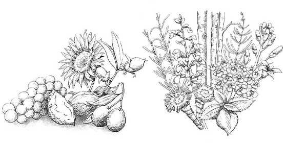 植物イメージ画像