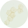 「メラニンの蓄積がない表皮細胞」イメージ