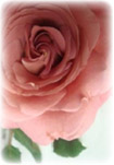 Fair trade Body care
���������͈�؎g�킷�A���[�Y�̐������g�p�B
