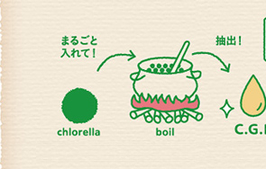 chlorella܂邲ƓāI→boilo→C.G.F.