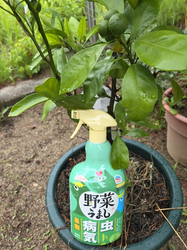 �A�[�X�K�[�f�� ��؂��܂� 1000mL