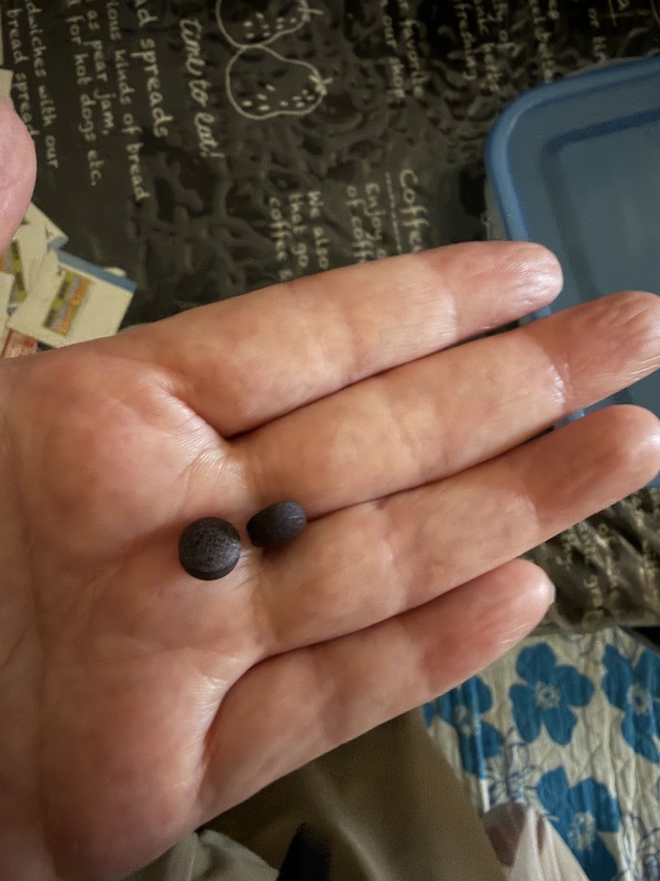 �ۍ㗬�Ƀ��Z�b�g���� 30���� [�@�\���\���H�i] (60��)×2��