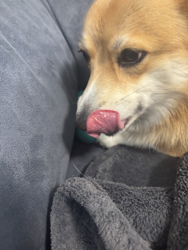 �v�����f�r�B �O���C���t���[�`�b�v�X �T�T�~&�r�[�t 10�_