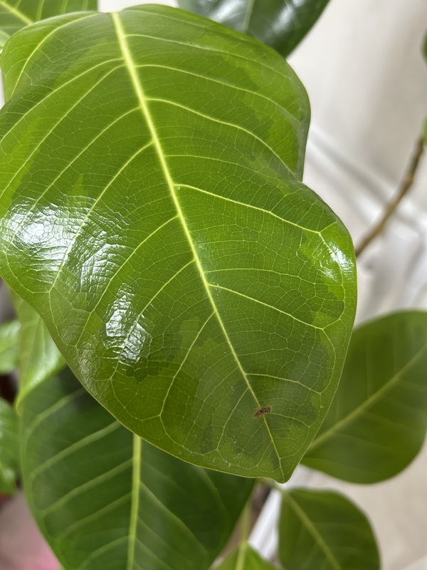 MY PLANTS®（マイプランツ）3種セット