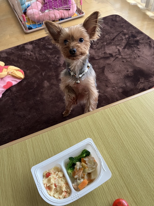 �����p �Ⓚ�y�b�g�t�[�h 6�_�Z�b�g