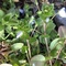 �t�̖K��������铹�[��