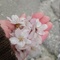 ��̂Ђ�̃n�i�r��