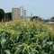 �t�̍��肻�̌�